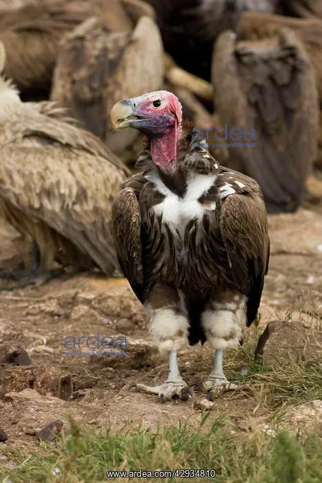 : Lappet-Faced Vulture - Portrait with feeding vultures : Lappet-Faced Vulture - Portrait with feeding vultures