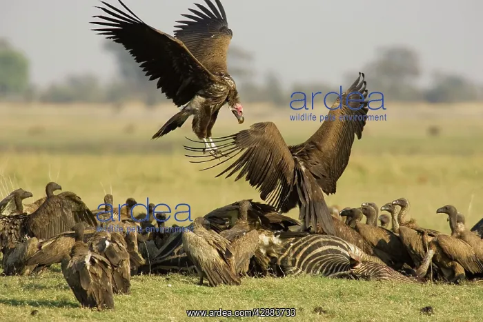 : Lappet-faced Vulture - Quarrel between two Lappet-faced : Lappet-faced Vulture - Quarrel between two Lappet-faced