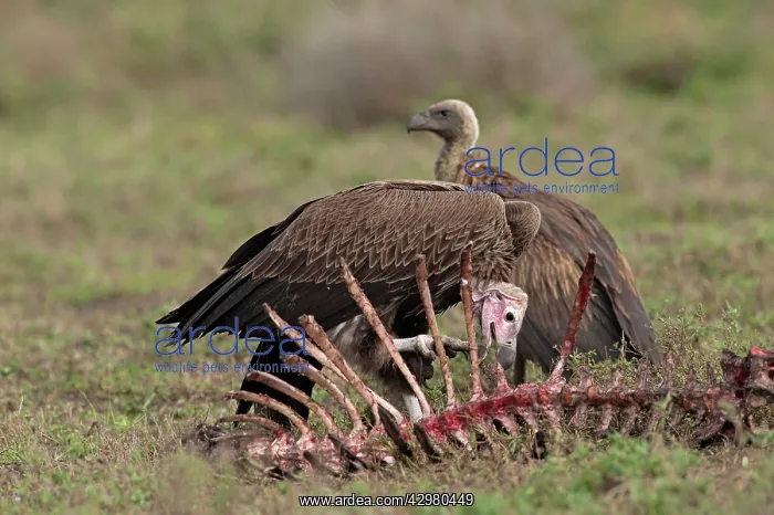 : Lappet-faced Vulture - scavenging on carcass : Lappet-faced Vulture - scavenging on carcass