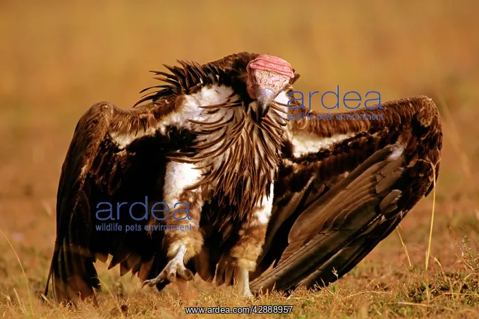  : Lappet-faced Vulture - with spread wings
