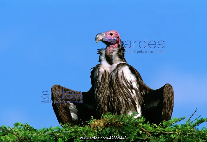  : Lappet-faced Vulture - with spread wings