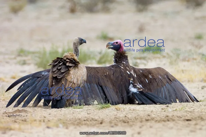 : Lappet-faced Vulture - spreading wings with White-Backed : Lappet-faced Vulture - spreading wings with White-Backed