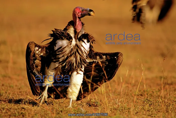  : Lappet-faced Vulture - sunning