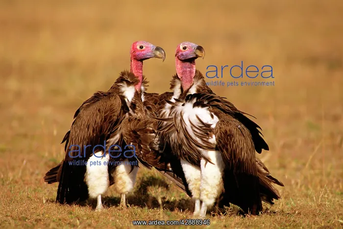  : Lappet-faced Vulture - sunning