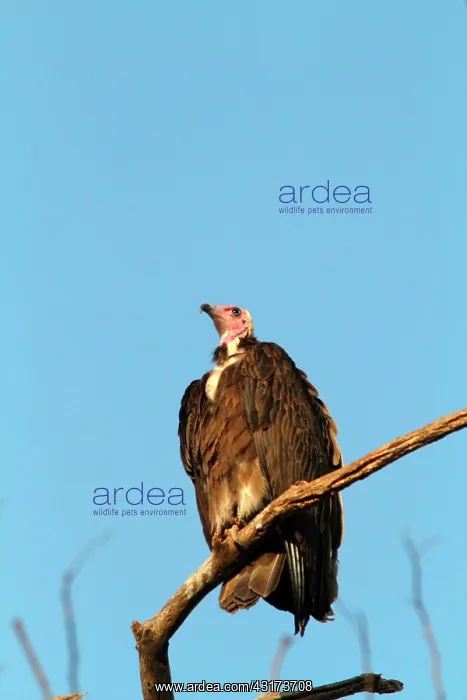  : Lappet-faced Vulture (Torgos tracheliotos) on a
