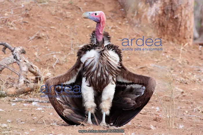 : Lappet-faced Vulture (Torgos tracheliotos) sunbathing : Lappet-faced Vulture (Torgos tracheliotos) sunbathing