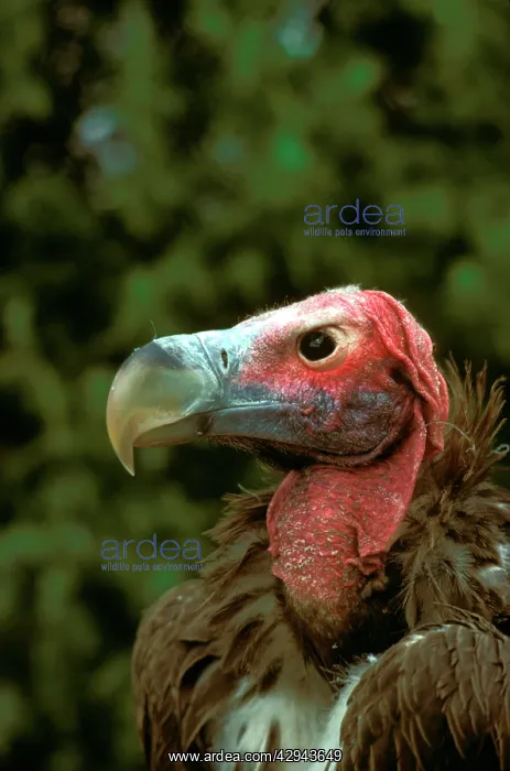 : Lappet-faced vulture (Torgos tracheliotus) portrait : Lappet-faced vulture (Torgos tracheliotus) portrait