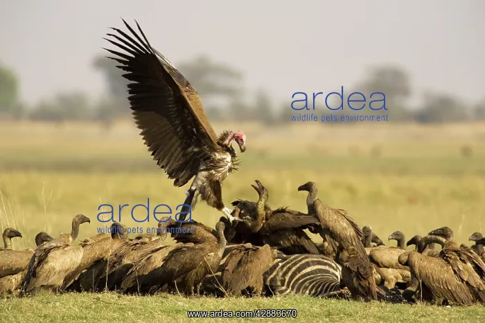 : Lappet-faced Vulture + White backed Vulture (Gyps : Lappet-faced Vulture + White backed Vulture (Gyps