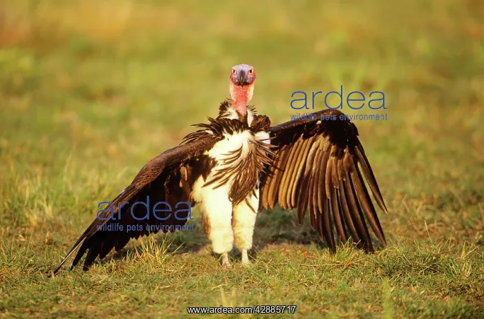  : Lappet-faced Vulture - with wings spread
