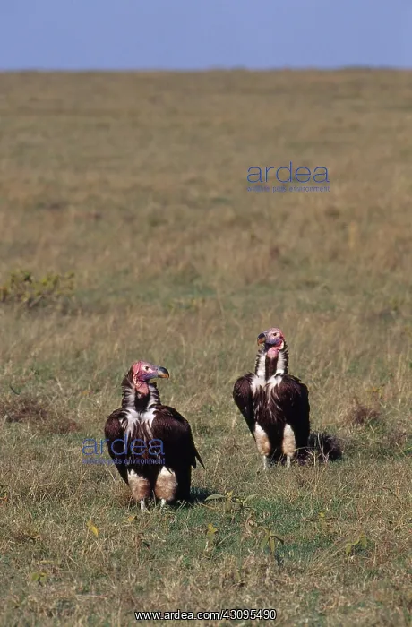: Lappet-Faced Vultures : Lappet-Faced Vultures