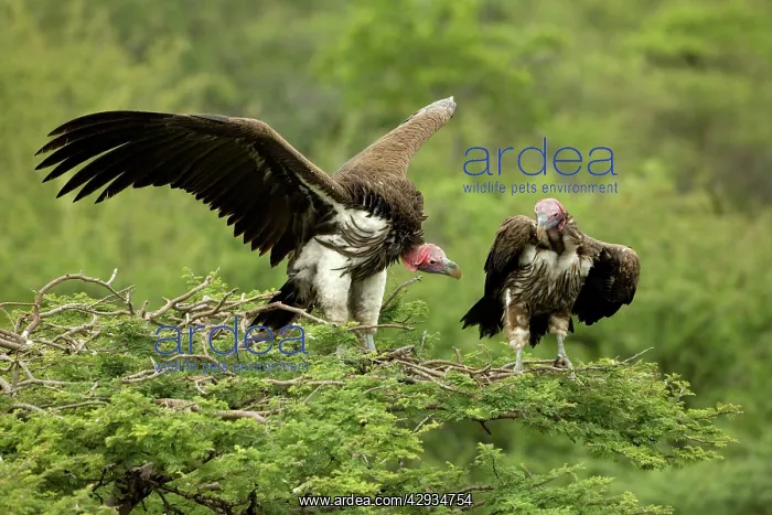 : Lappet-Faced Vultures - Dominance display on top of tree : Lappet-Faced Vultures - Dominance display on top of tree