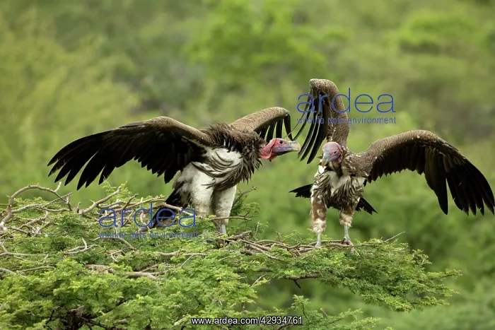 : Lappet-Faced Vultures - Dominance display on top of tree : Lappet-Faced Vultures - Dominance display on top of tree