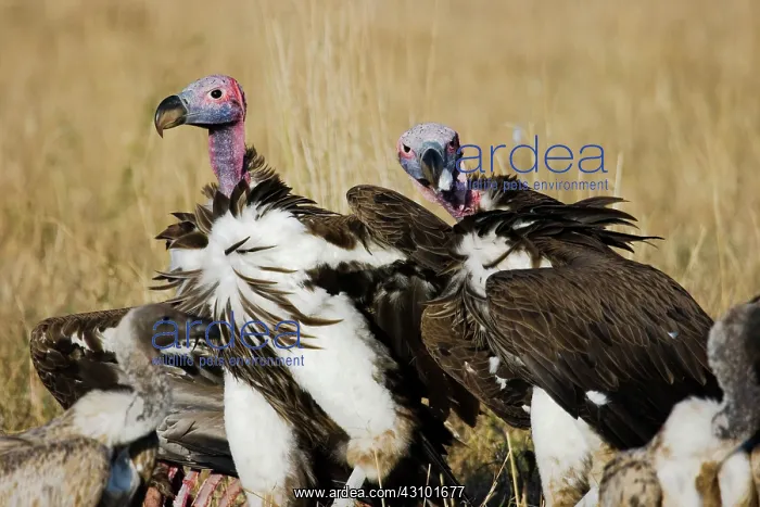 : Lappet-faced Vultures at kill : Lappet-faced Vultures at kill