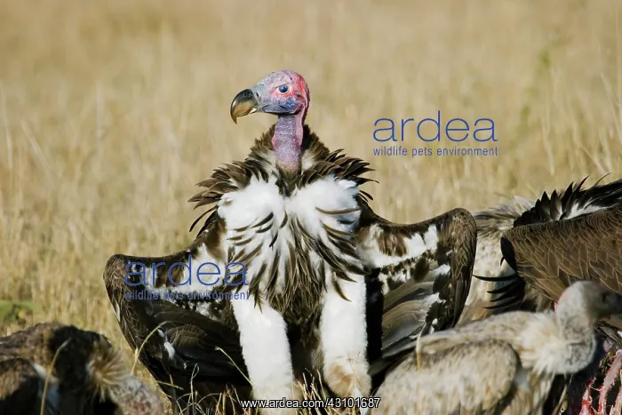 : Lappet-faced Vultures at kill : Lappet-faced Vultures at kill