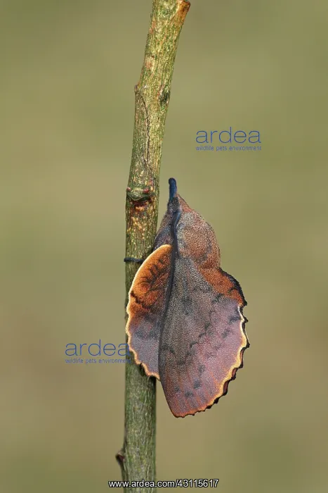 : Lappet Moth : Lappet Moth