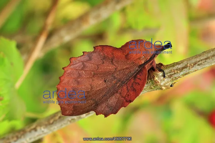 : Lappet Moth camouflage leaf : Lappet Moth camouflage leaf