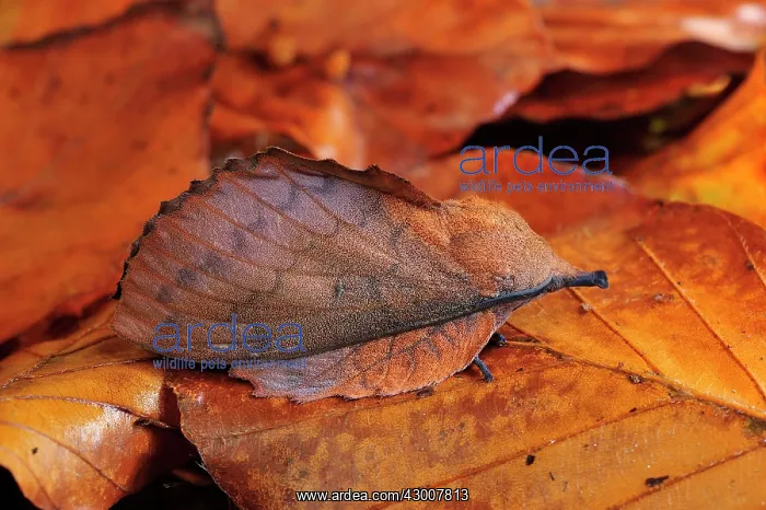 : Lappet Moth camouflage leaf : Lappet Moth camouflage leaf