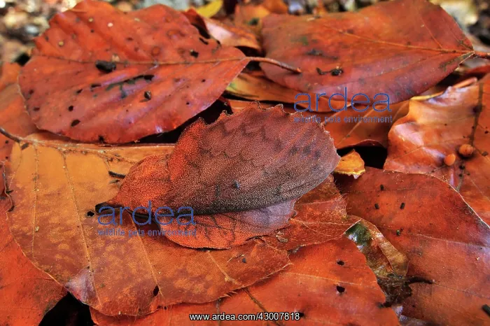: Lappet Moth camouflage leaf : Lappet Moth camouflage leaf