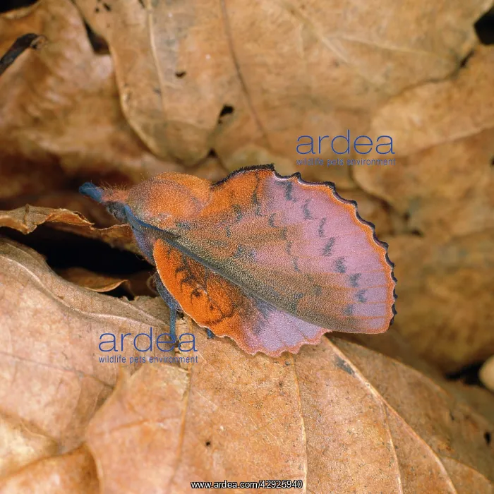 : Lappet Moth - female : Lappet Moth - female