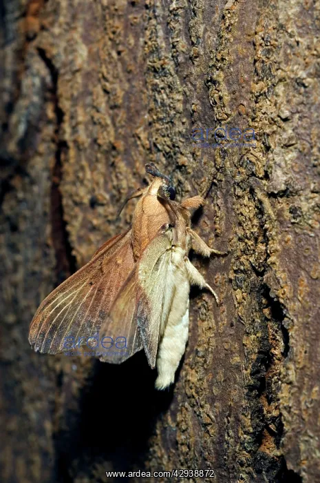 : Lappet Moth - on a tree-bark - has it's wings and : Lappet Moth - on a tree-bark - has it's wings and