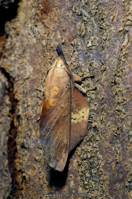 : Lappet Moth - on tree-bark - has its wings and : Lappet Moth - on tree-bark - has its wings and