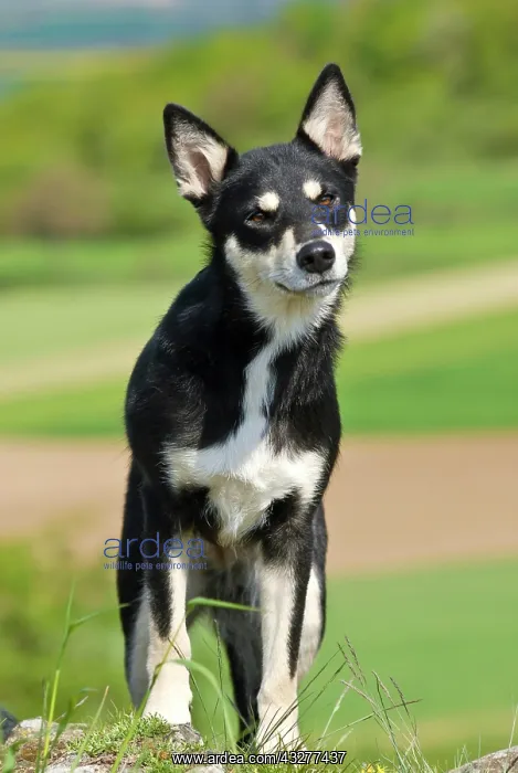 : Lapponian Herder, Lapinporokoira, Lapp Reindeer : Lapponian Herder, Lapinporokoira, Lapp Reindeer