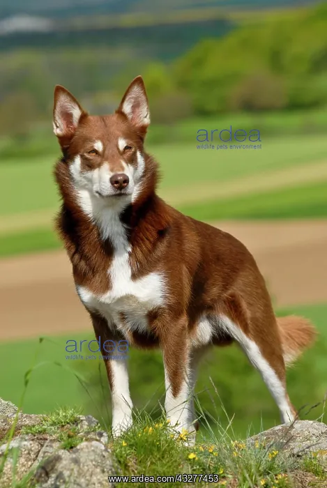 : Lapponian Herder, Lapinporokoira or Lapp Reindeer : Lapponian Herder, Lapinporokoira or Lapp Reindeer