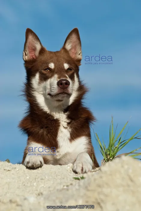 : Lapponian Herder, Lapinporokoira or Lapp Reindeer : Lapponian Herder, Lapinporokoira or Lapp Reindeer