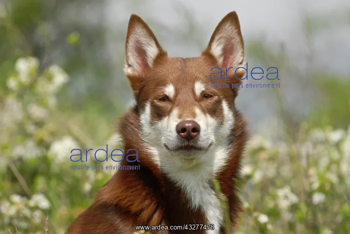 : Lapponian Herder, Lapinporokoira or Lapp Reindeer : Lapponian Herder, Lapinporokoira or Lapp Reindeer