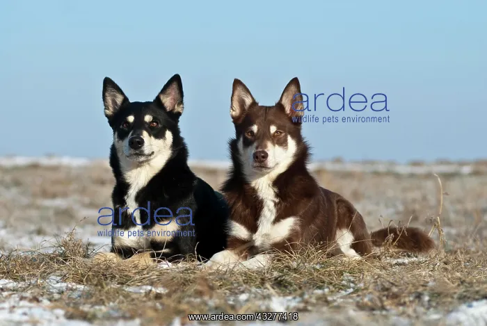 : Two Lapponian Herders, Lapinporokoira, Lapp Reindeer : Two Lapponian Herders, Lapinporokoira, Lapp Reindeer