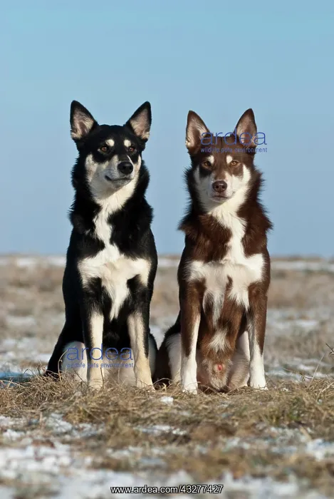 : Two Lapponian Herders, Lapinporokoira, Lapp Reindeer : Two Lapponian Herders, Lapinporokoira, Lapp Reindeer
