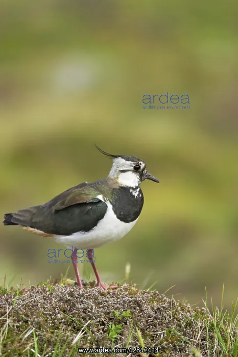 : Lapwing (Vanellus vanellus). Shetland Mainland, UK : Lapwing (Vanellus vanellus). Shetland Mainland, UK