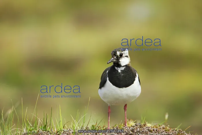 : Lapwing (Vanellus vanellus). Shetland Mainland, UK : Lapwing (Vanellus vanellus). Shetland Mainland, UK