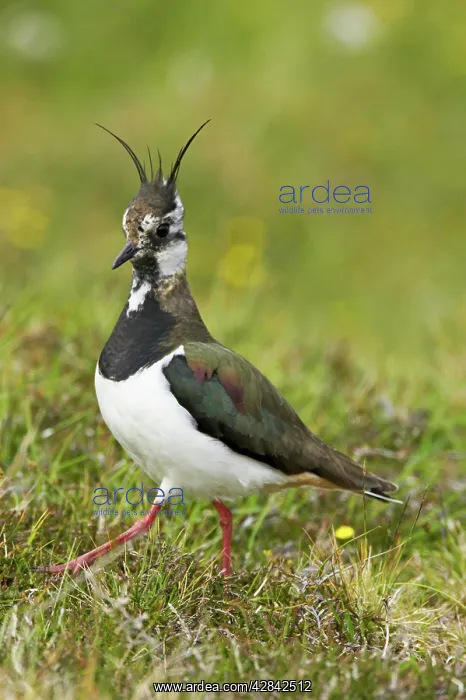 : Lapwing (Vanellus vanellus). Shetland Mainland, UK : Lapwing (Vanellus vanellus). Shetland Mainland, UK