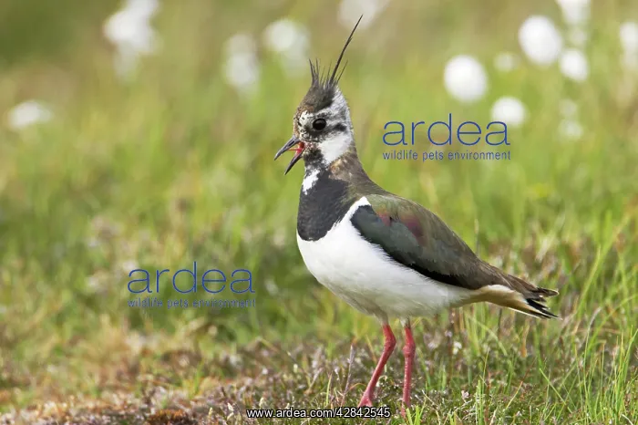 : Lapwing (Vanellus vanellus). Shetland Mainland, UK : Lapwing (Vanellus vanellus). Shetland Mainland, UK
