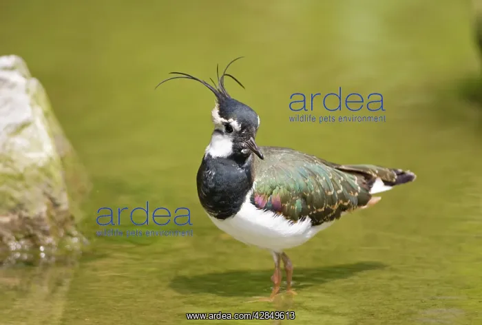  : Lapwing (Vanellus vanellus). Norfolk UK
