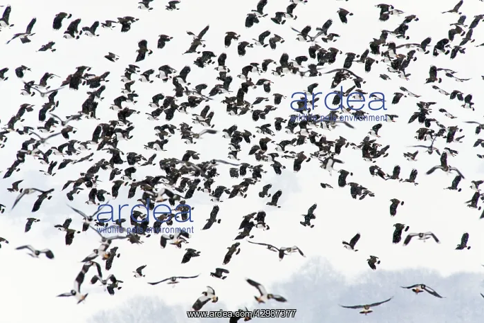 : Lapwing (Vanellus vanellus). flock flying north in spring - caught by late : Lapwing (Vanellus vanellus). flock flying north in spring - caught by late
