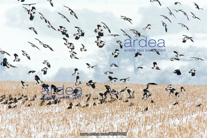 : Lapwing (Vanellus vanellus). flock landing on stubble - flying north in : Lapwing (Vanellus vanellus). flock landing on stubble - flying north in