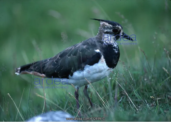 : LAPWING : LAPWING