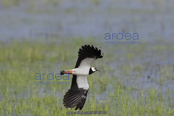 : Lapwing - adult bird in flight - Germany : Lapwing - adult bird in flight - Germany