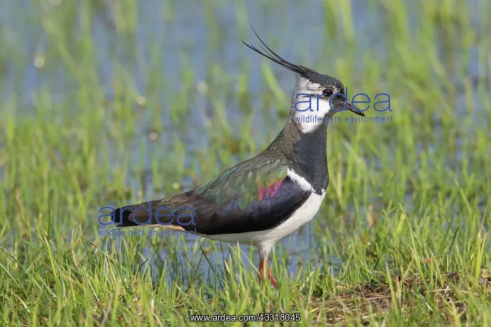 : Lapwing - adult male - Germany : Lapwing - adult male - Germany