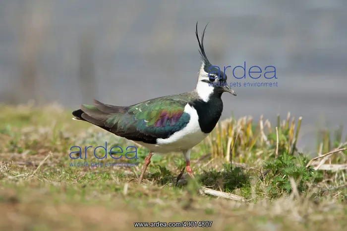 : Lapwing adult walking along grass on waters edge : Lapwing adult walking along grass on waters edge