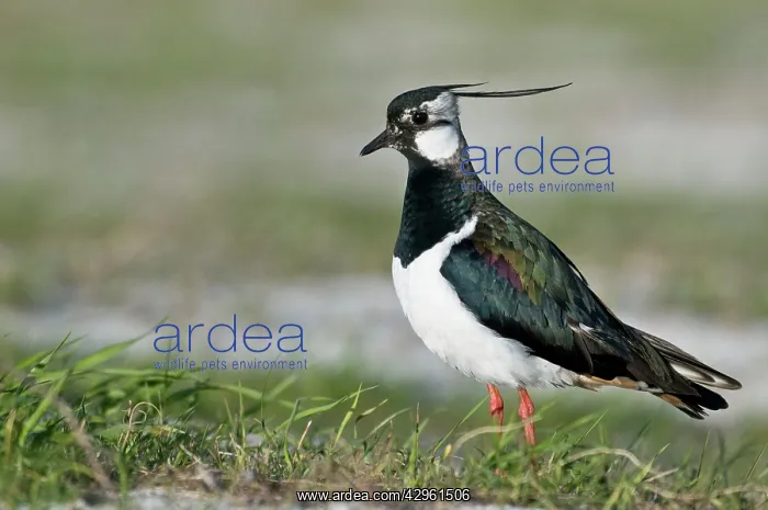 : Lapwing - Alert posture : Lapwing - Alert posture