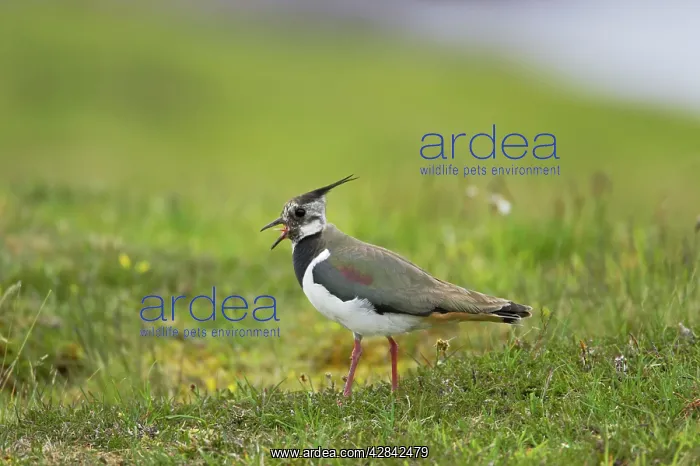 : Lapwing - calling : Lapwing - calling