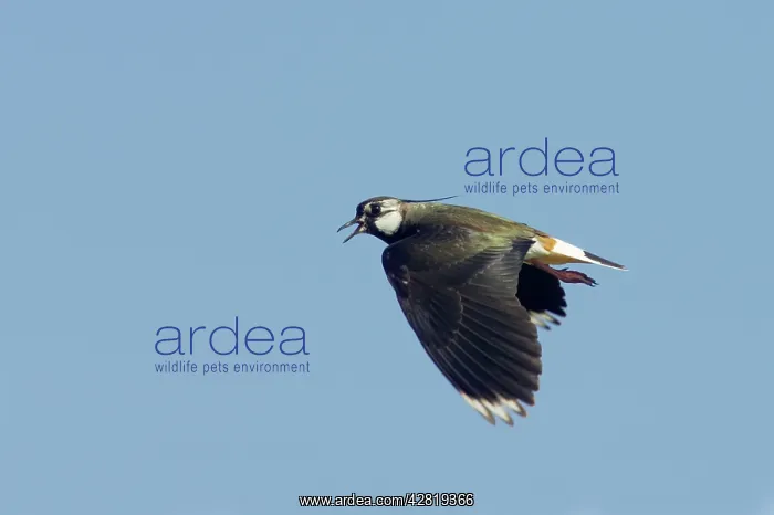 : Lapwing - Calling in flight : Lapwing - Calling in flight