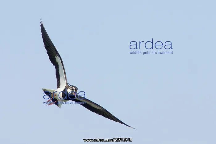 : Lapwing - Calling in flight : Lapwing - Calling in flight