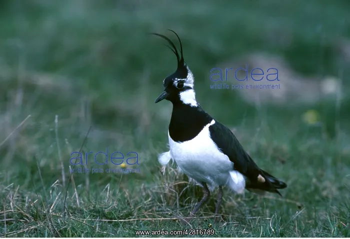 : LAPWING - and chick : LAPWING - and chick