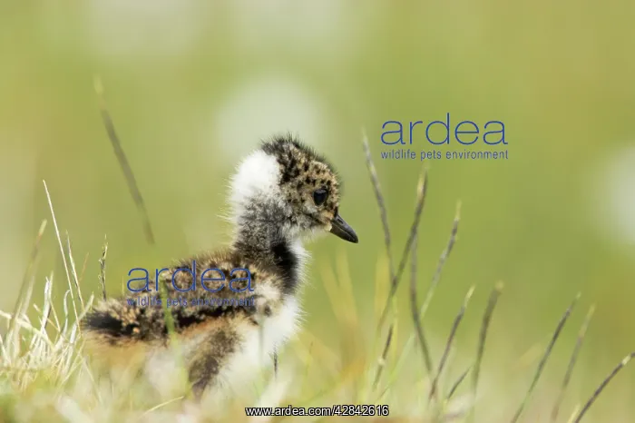 : Lapwing - chick : Lapwing - chick