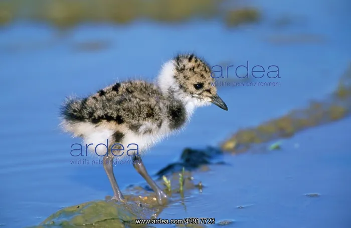 : Lapwing - chick : Lapwing - chick