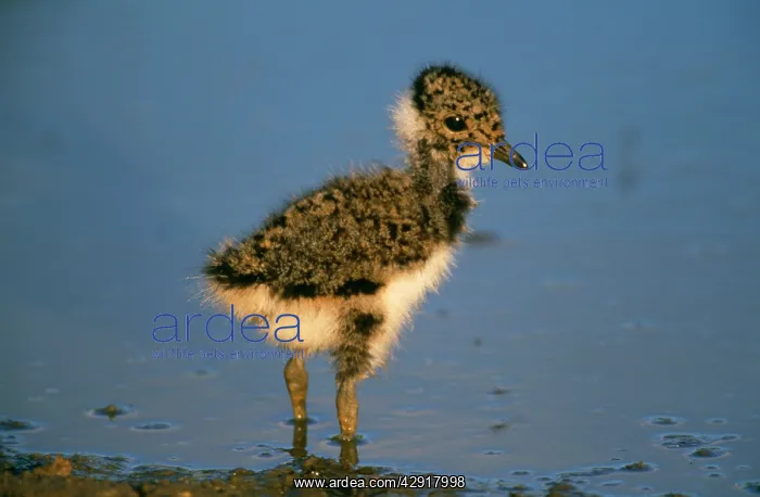 : LAPWING - chick : LAPWING - chick
